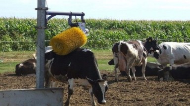  Italy:Ngành nông nghiệp thiệt hại nặng vì nắng nóng kéo dài