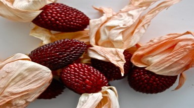  Giống ngô có hình dáng giống hệt trái dâu tây