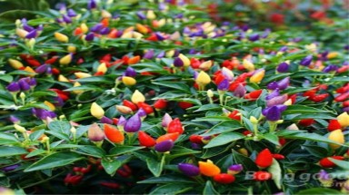  Săn lùng giống ớt cầu vồng bắt mắt
