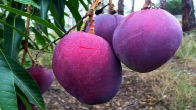    Thích thú giống xoài tím độc lạ