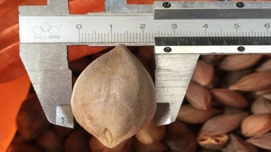  Cảnh giác với việc thương lái Trung Quốc lùng mua hạt trám đen 2cm
