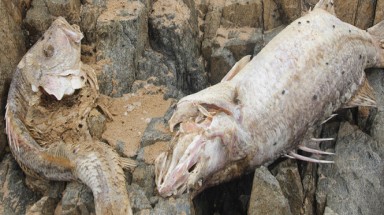  Làm rõ trách nhiệm của Formosa và cơ quan quản lý môi trường