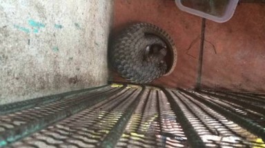  Tây Ninh cấp phép gây nuôi thương mại tê tê: Cấp phép là quyền của chúng tôi, xác nhận là việc của cơ quan khoa học!