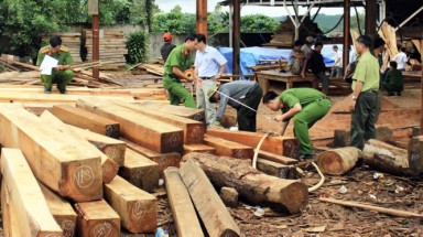  Lộ đường dây lâm tặc do Hà “đen” cầm đầu