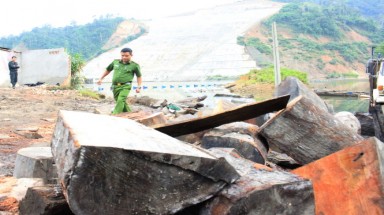  Mật phục bắt quả tang lâm tặc tàn phá rừng