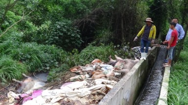  Công ty TNHH nông sản Việt Phước vứt hàng trăm xác heo chết ra khu vực thượng nguồn sông Sài Gòn