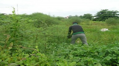  Cây mai dương đang… bành trướng