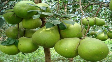  Enzyme và sức khỏe