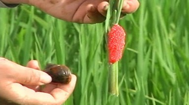    Giá lúa thấp hơn giá ốc bươu vàng