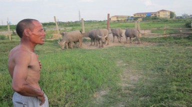     Giàu sụ nhờ nuôi trâu giữa phố