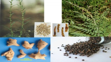  Bài thuốc hỗ trợ trị xuất tinh sớm