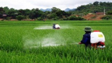   Nghệ An chưa xử lý dứt điểm tình trạng tồn dư thuốc bảo vệ thực vật 
