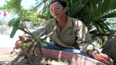 Thông tin về cây thuốc lạ ở Khánh Hòa: Chưa định danh được “cây thuốc lạ”