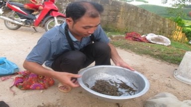     Vĩnh Phúc: Người người, nhà nhà bắt, mua, bán... đỉa