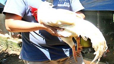  Gà chín cựa ở Đồng Nai