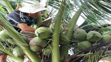    Việt Nam sản xuất rượu vang từ...hoa dừa