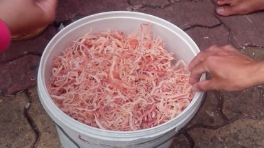  Bắt tại chỗ 1,5 tấn mực co giãn như cao su