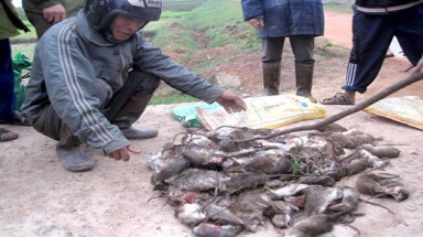  Miền Trung: Nông dân lao đao vì chuột
