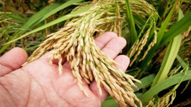  An Giang tạo được giống lúa có khả năng chịu ngập, chịu hạn 