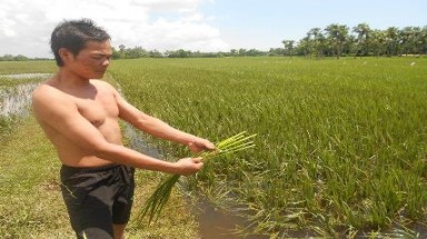   Hà Nội: Gần 1.000 ha lúa và hoa màu mất trắng do ngập nước 
