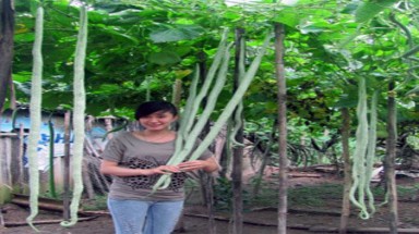  Mướp đắng "khổng lồ" cho trái dài bằng người ở Bạc Liêu