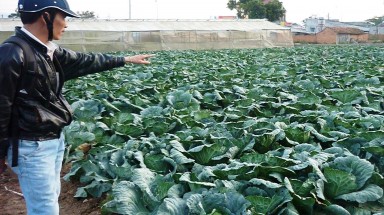   Lâm Đồng: Báo động ô nhiễm rác thải từ sản xuất nông nghiệp 