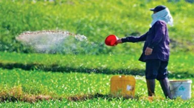  Chưa phát hiện rau muống xịt nhớt ở TP.HCM