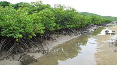  Bến Tre dành gần 42 tỉ đồng cho chương trình ứng phó biến đổi khí hậu 
