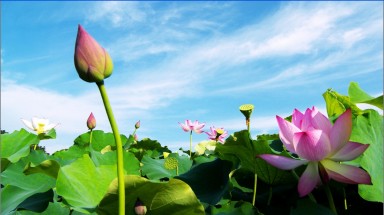    Không có cơ quan phê duyệt quốc hoa, quốc phục
