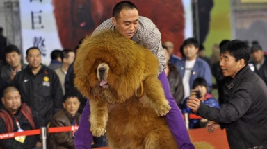   “Sư tử châu Phi” nhốt trong sở thú Trung Quốc là một …con chó