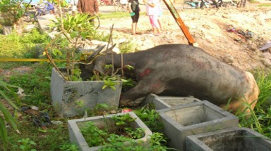  Cà Mau: Nổ súng hạ “trâu điên” sổng chuồng
