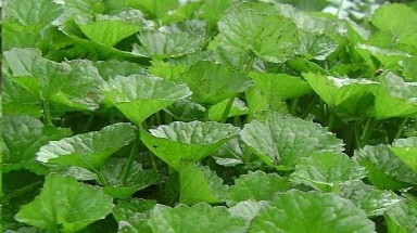 Rau má chính là thuốc quý