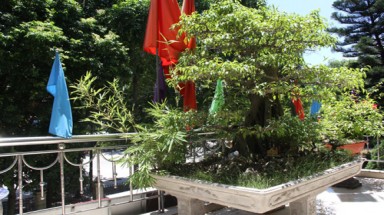   Những bọc tiền trong chậu cây cảnh tại trụ sở kiểm lâm