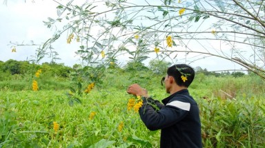  Cây dại mùa lũ trở thành rau sạch hút khách