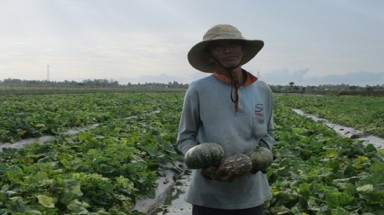   Trồng bí lãi gấp đôi trồng lúa