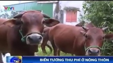  Chuyện lạ ở Hà Tĩnh: Dắt bò ra đường phải nộp ”phí”