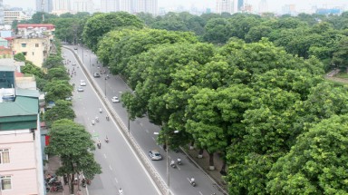  Hàng cây cổ thụ ven hồ Thủ Lệ trước ngày bị đốn hạ