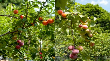  Kỳ lạ cây ra 40 loại quả khác nhau