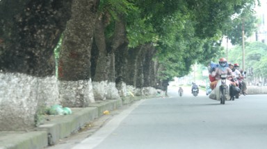   Hà Nội chặt hàng loạt cây cổ thụ để làm đường sắt nội đô