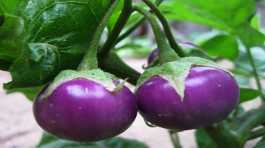 Cà pháo có solanin gây rối loạn tiêu hóa và thần kinh
