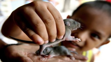   Philippines: Đổi chuột chết lấy tiền