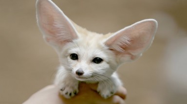 Tuyển tập các loài động vật "cute" không đỡ nổi
