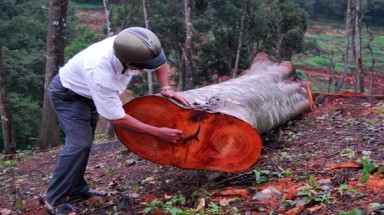  Đồng Nai: Công khai phá rừng phòng hộ