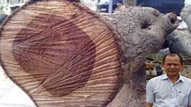  Ai là chủ nhân thực sự 2 cây gỗ sưa triệu đô trong kho của trùm Minh “sâm”?