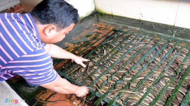  Kiếm 300 triệu/tháng nhờ nuôi lươn không bùn ở Sài Gòn