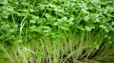  Rau mầm bông cải xanh có thể giảm chất gây ung thư trong cơ thể