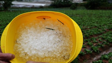 Lâm Đồng: Trận mưa đá lịch sử trút xuống chân núi Lang Biang