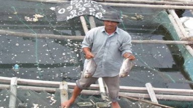  Quảng Ngãi: Điêu đứng vì cá nuôi chết trắng đầm