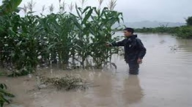  Mưa lớn gây ngập lụt cục bộ, hàng ngàn ha cây trồng tại Đắk Lắk bị thiệt hại
