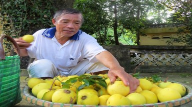 Rừng thị cổ Đồ Sơn mùa quả chín